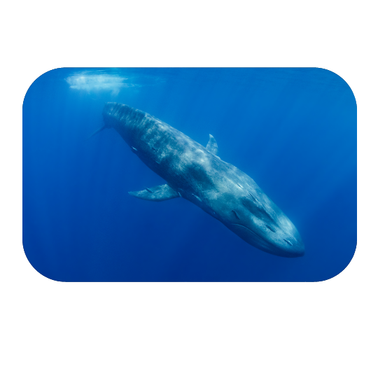 https://www.twigscience.com/wp-content/uploads/2022/07/fin-whale-blog-01.png